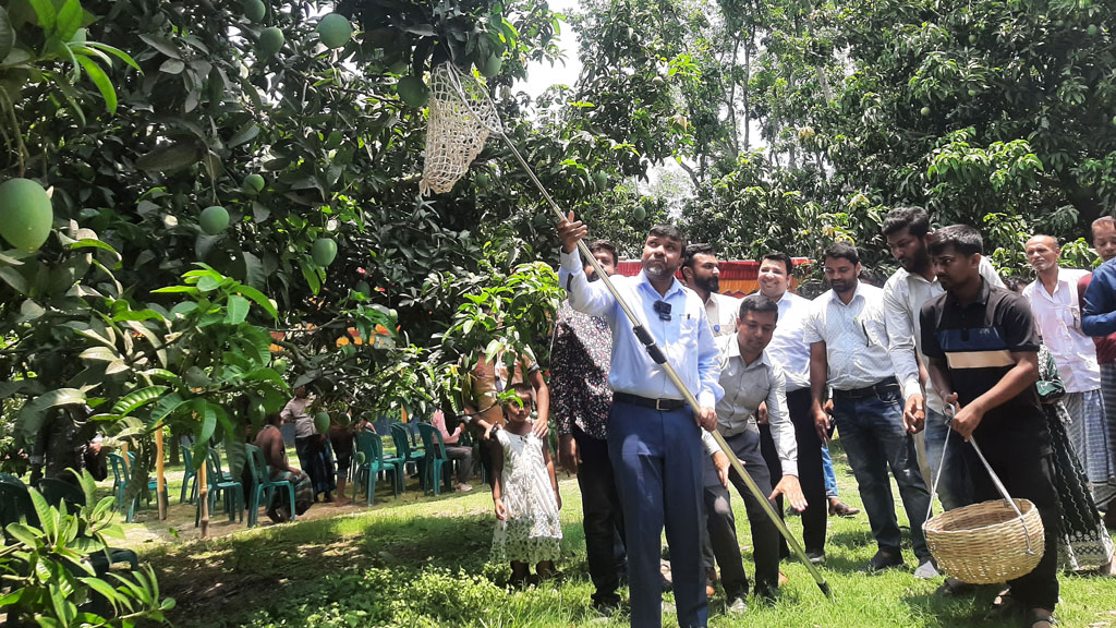 সাতক্ষীরায় গোবিন্দভোগ ও গোপালভোগ আম পাড়া শুরু, ৭০ টন আম বিদেশে পাঠানোর পরিকল্পনা