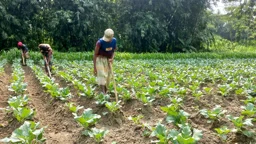 আগাম শীতকালীন সবজি চাষে লাভবান কৃষক, লক্ষ্যমাত্রা ছাড়াল সাটুরিয়ায়