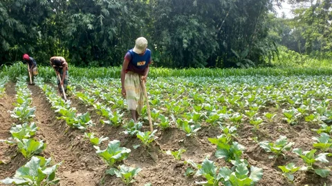 আগাম শীতকালীন সবজি চাষে লাভবান কৃষক, লক্ষ্যমাত্রা ছাড়াল সাটুরিয়ায়