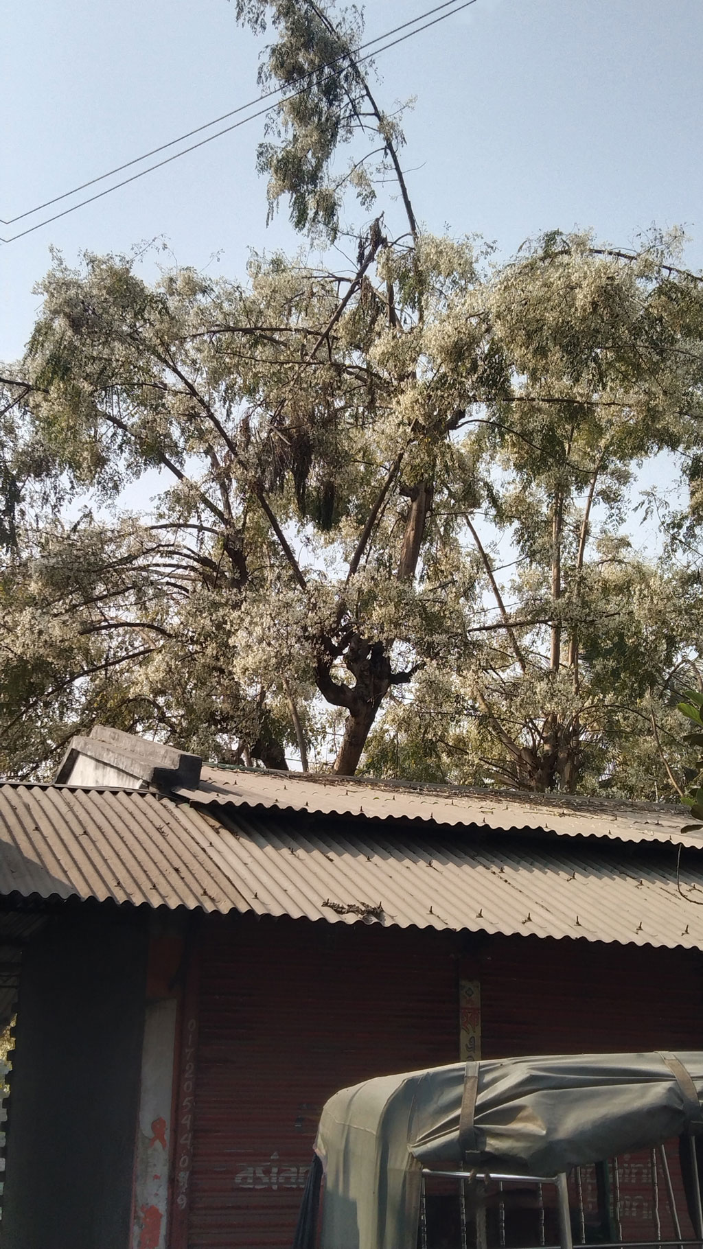 সাদা শজনে ফুলে ছেয়ে গেছে গাছ। সাতক্ষীরার তালা উপজেলার পাটকেলঘাটা এলাকা থেকে তোলা। ছবি: মুজিবুর রহমান