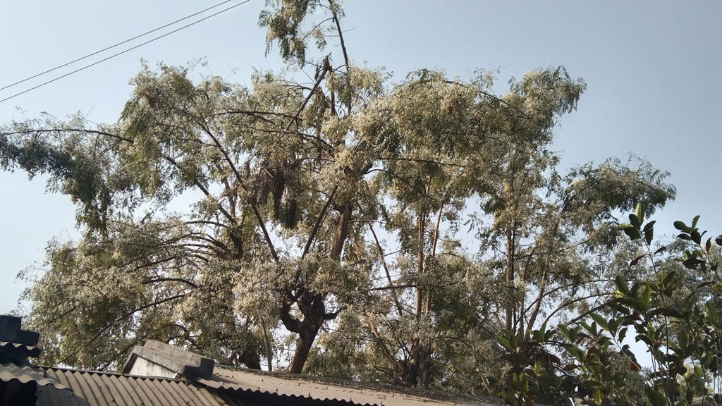 সাদা শজনে ফুলে ছেয়ে গেছে গাছ। সাতক্ষীরার তালা উপজেলার পাটকেলঘাটা এলাকা থেকে তোলা। ছবি: মুজিবুর রহমান