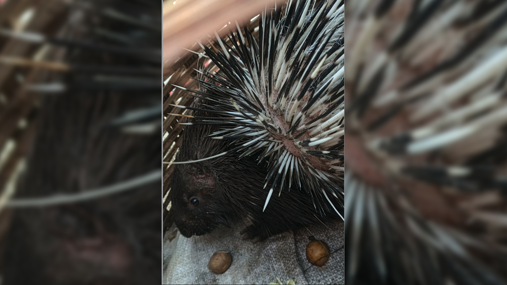 পঞ্চগড়ে বিরল প্রজাতির সজারু উদ্ধার