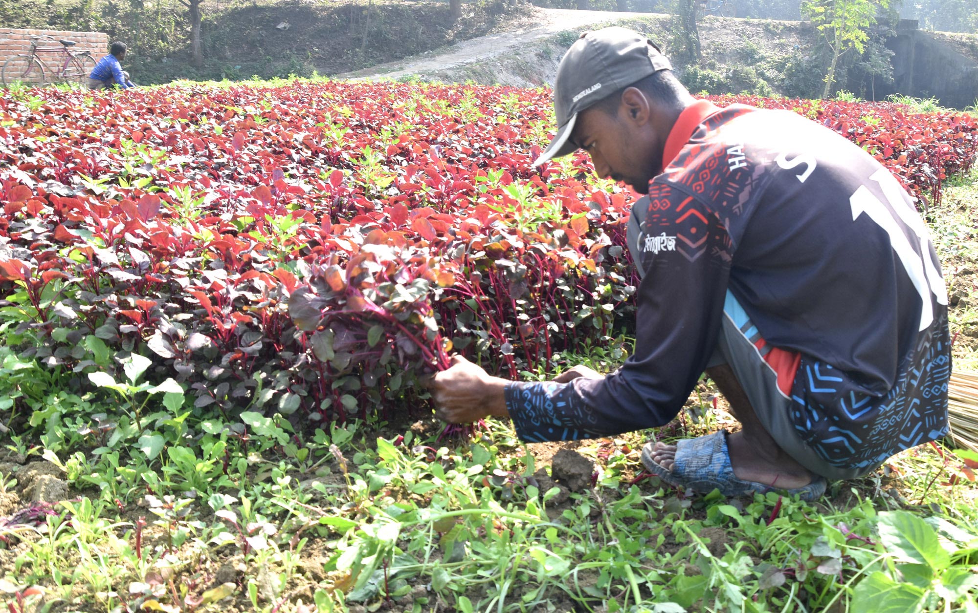 দিনের ছবি (২৯ জানুয়ারি ২০২৬)