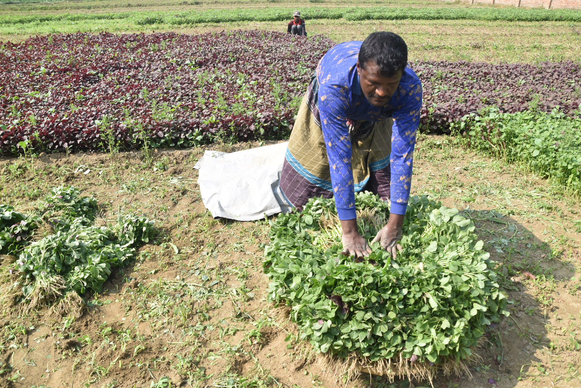 জমি থেকে সবুজ শাক ও লালশাক তুলছেন দুই কৃষক। এগুলো ডালিতে ভরে বাজারে বিক্রি করতে নিয়ে যাবেন তাঁরা। পবা উপজেলার হড়গ্রাম ইউনিয়ন এলাকা থেকে তোলা। ছবি: মিলন শেখ