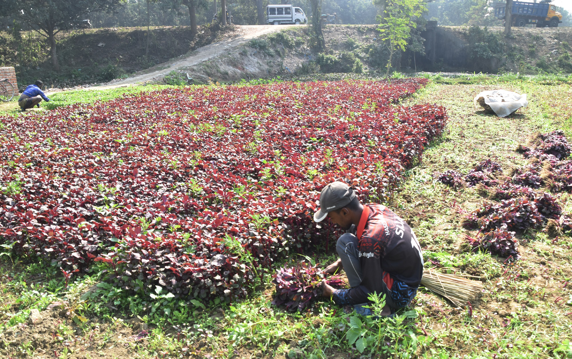 জমি থেকে সবুজ শাক ও লালশাক তুলছেন দুই কৃষক। এগুলো ডালিতে ভরে বাজারে বিক্রি করতে নিয়ে যাবেন তাঁরা। পবা উপজেলার হড়গ্রাম ইউনিয়ন এলাকা থেকে তোলা। ছবি: মিলন শেখ