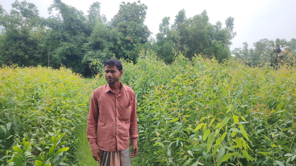ইউক্যালিপটাস-আকাশমণি নিষিদ্ধে সখীপুরে বিপাকে শতাধিক নার্সারি মালিক