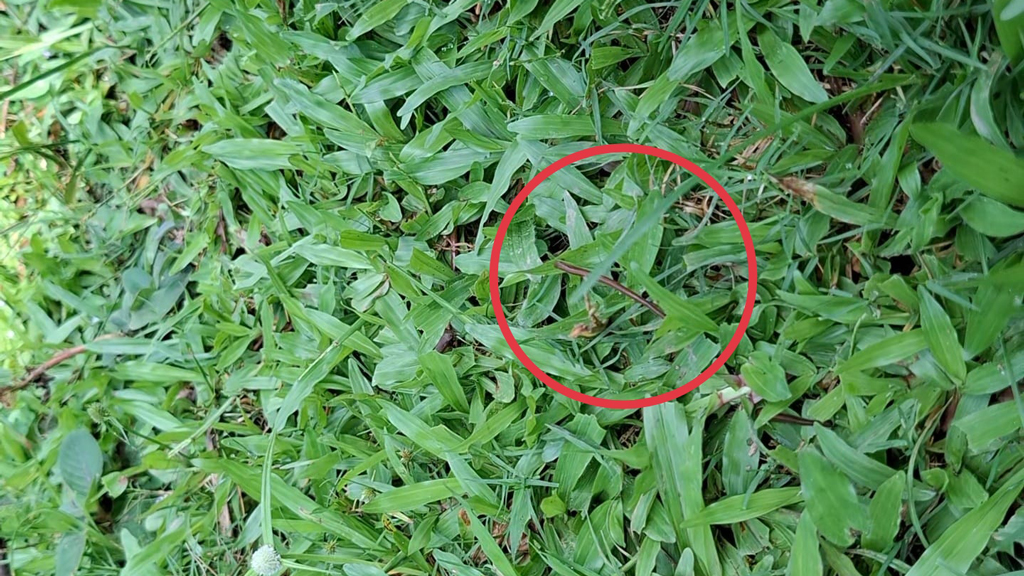 সখীপুরে জোঁকের অস্বাভাবিক উৎপাত, উদ্বেগ-শঙ্কা