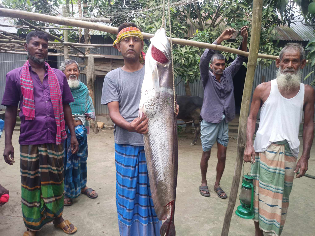 মাছ ধরার শখ অনেকেরই থাকে। জ্যৈষ্ঠ মাসের শেষের দিকে আষাঢ়ে বোয়াল ধরার জন্য যমুনা নদীতে সারা রাত কাটান এসব মানুষ। রাতের শেষ ভাগে এসে প্রায় ২৭ কেজি ওজনের বিশাল আকৃতির বোয়াল মাছটি ধরেন আব্দুর রশিদসহ তাঁর সঙ্গীরা। বোয়ালটি বাড়িতে এনে তাঁরা কেটে ভাগ করে নেন। বোয়ালটি ধরা পড়েছে যমুনার শাখা নদী লৌহজংয়ের রায়ের বাশালিয়া এলাকা থেকে। ছবি: ফুয়াদ হাসান রঞ্জু