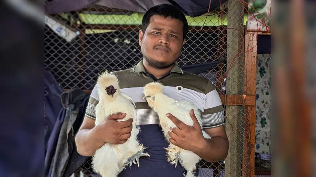 শখের পাঁচ সিল্কি মুরগি থেকে সফল উদ্যোক্তা স্কুলশিক্ষক মোবারক