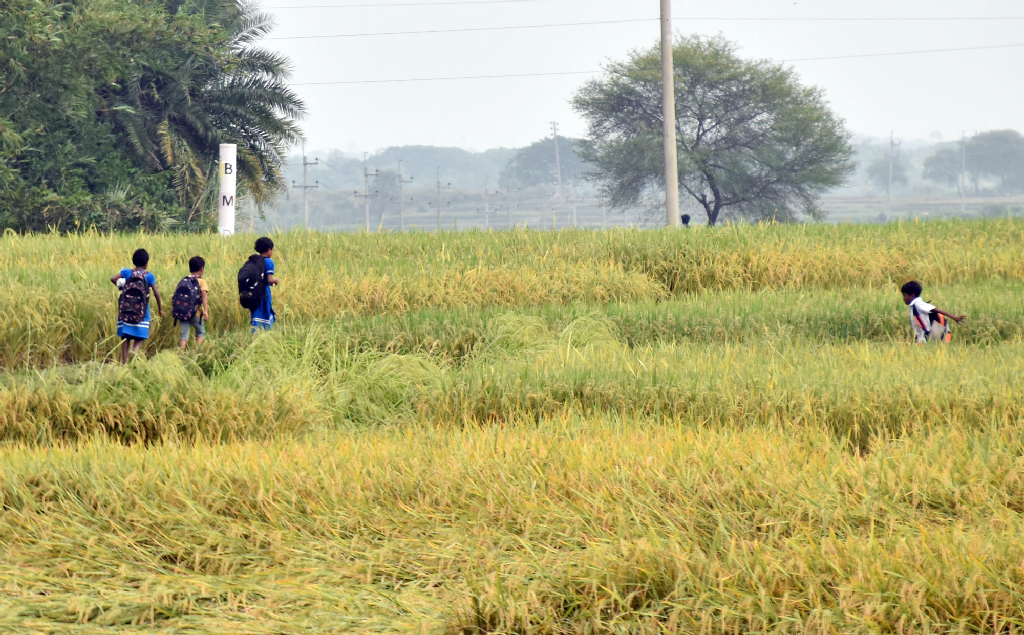 স্কুল শেষে দলবেঁধে খেতের আইল ধরে বাড়ি ফিরছে শিশুরা। ছবিটি গোদাগাড়ী উপজেলা গ্রোগ্রাম থেকে তোলা। ছবি: মিলন শেখ
