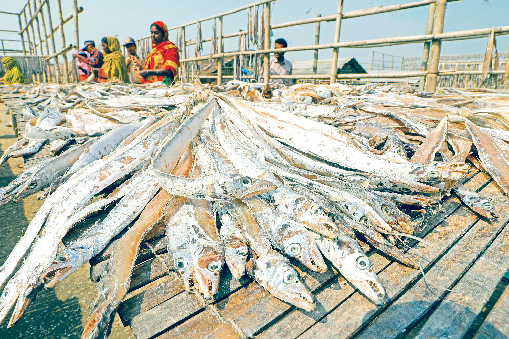বঙ্গোপসাগরের মৎস্যসম্পদের অপার সম্ভাবনা