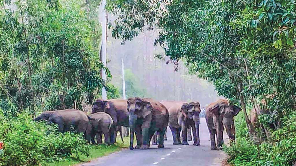 বিশ্ব হাতি দিবস আজ: গারো পাহাড়ে সংকটে হাতি
