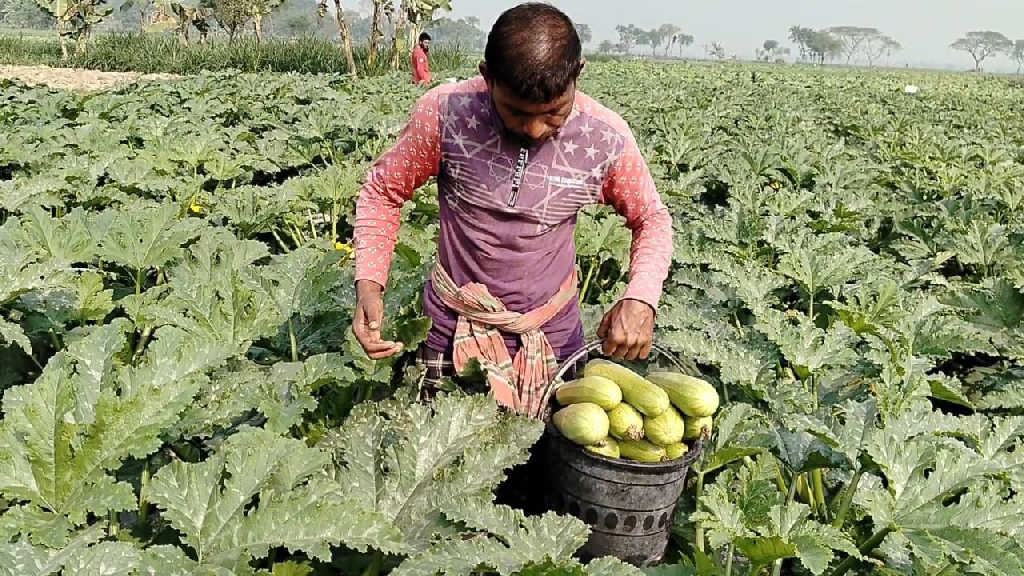 শীতকালীন কুমড়া জাতীয় সবজি স্কোয়াশ। গাছে গাছে ঝুলছে কাঁচাপাকা স্কোয়াশ। সাফল্য পাওয়ায় বাণিজ্যিকভাবে চাষ করতে শুরু করেছেন কৃষকেরা। আদাবাড়িয়া ইউনিয়ন, দৌলতপুর, কুষ্টিয়া, ৫ ফেব্রুয়ারি। ছবি: তামিম আদনান