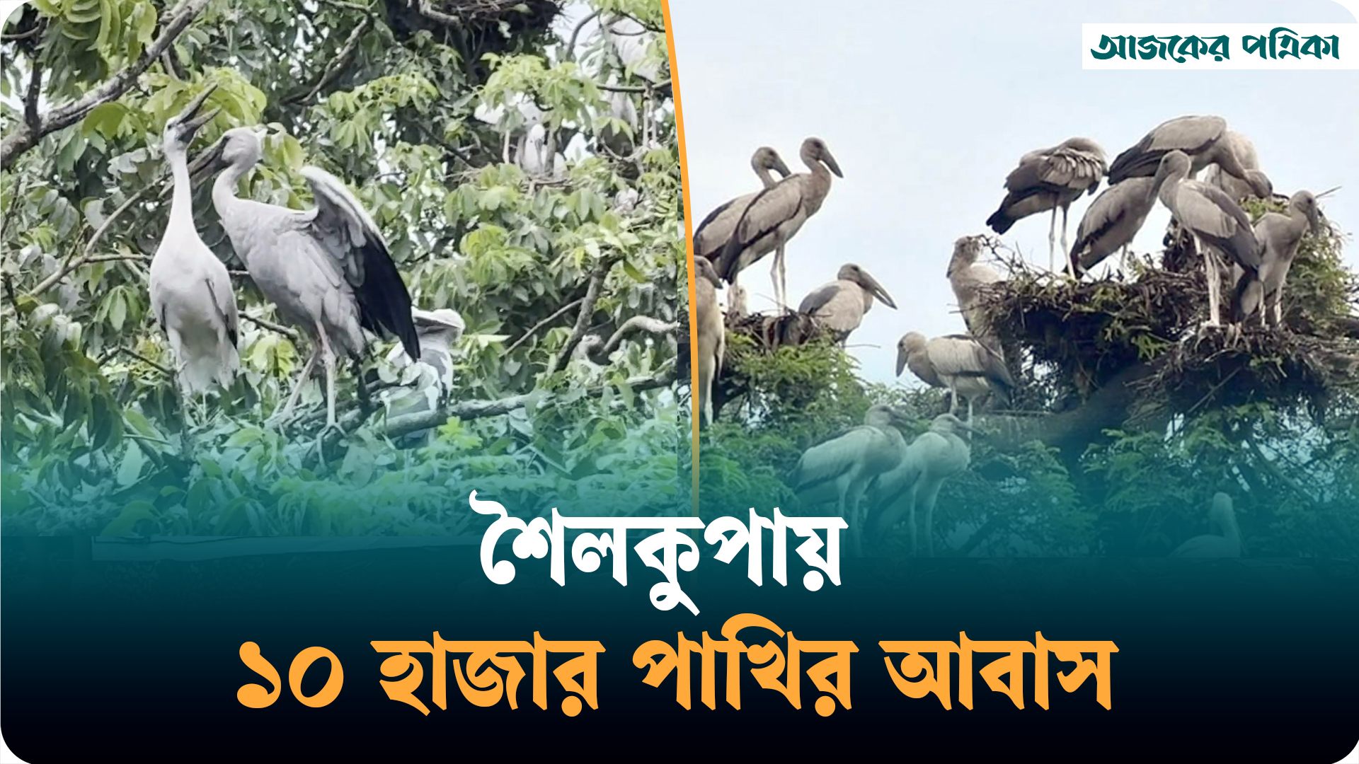 শৈলকুপায় পাখির স্বর্গরাজ্য: গাছে গাছে ১০ হাজার পাখির আবাস