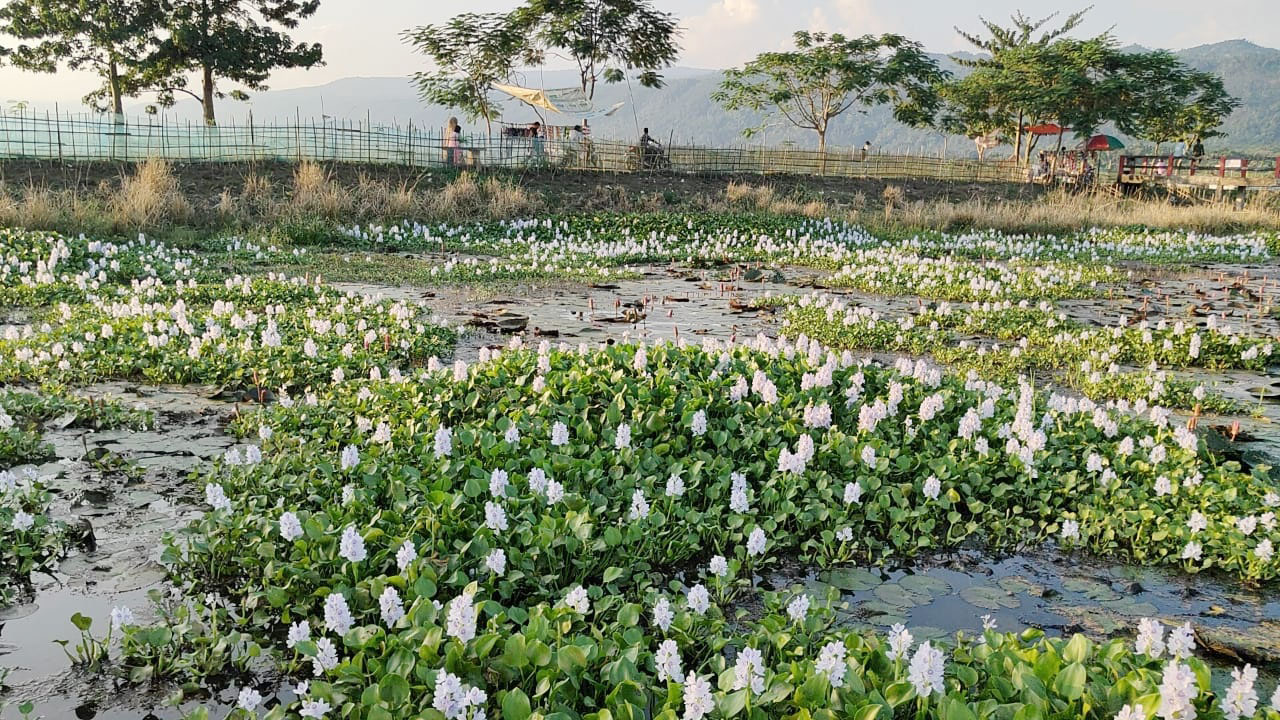 জৈন্তাপুরের লাল শাপলার বিল: কচুরিপানার আগ্রাসনে হারাচ্ছে সৌন্দর্য