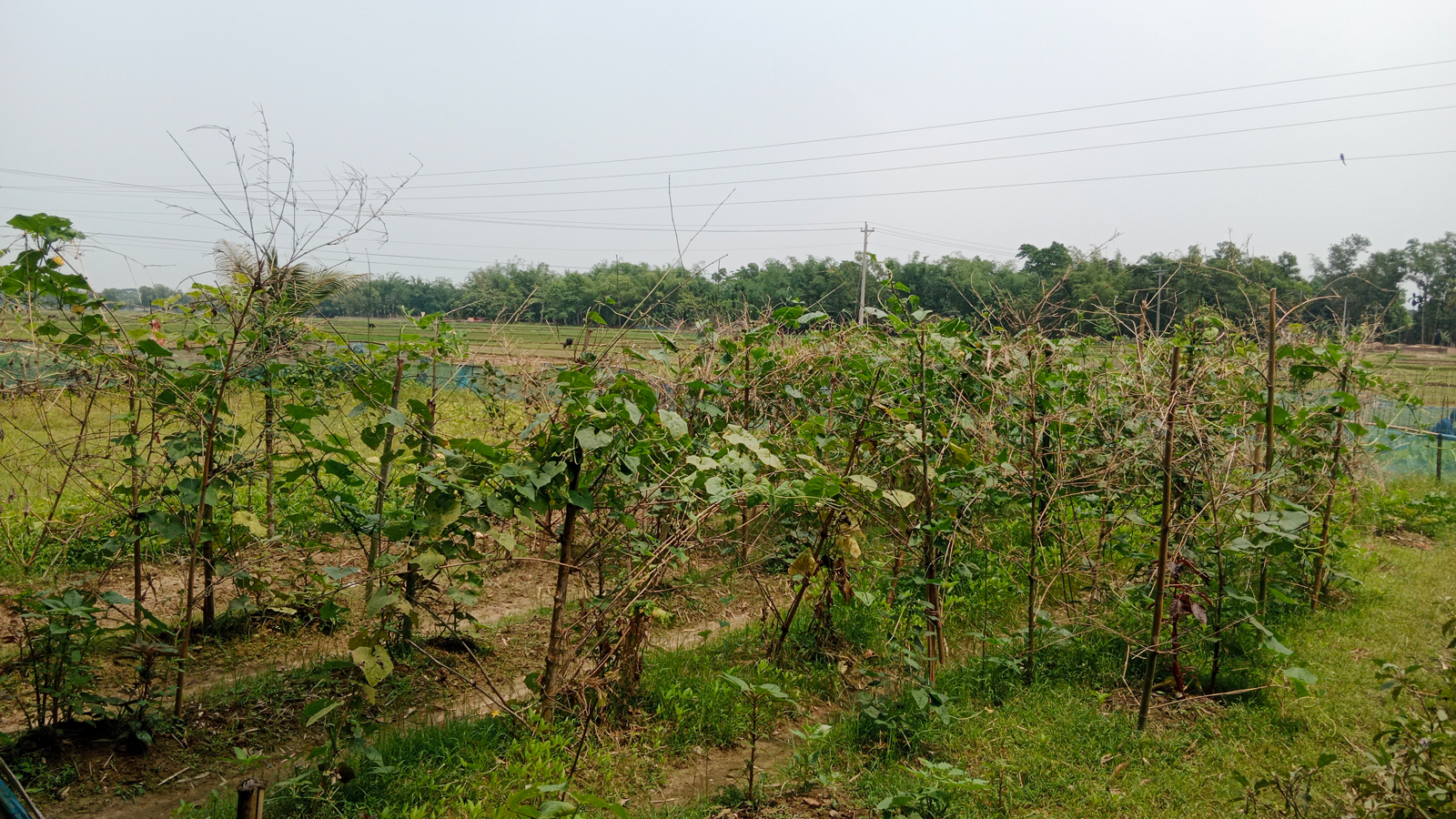 মৌলভীবাজারে আবাদের আওতায় এসেছে ৫ হাজার হেক্টর পতিত জমি