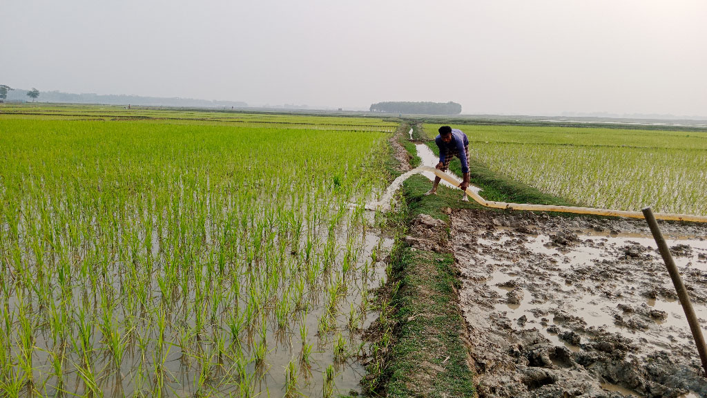 ভরা মৌসুমে পানি সংকট বিপাকে বোরোচাষিরা