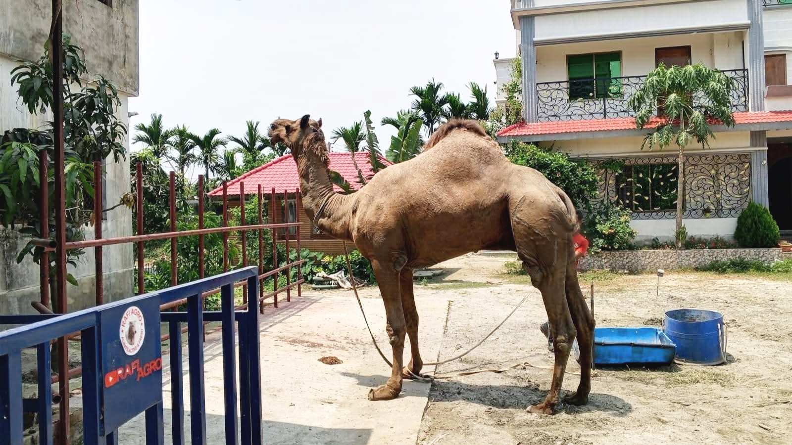 কুমিল্লার পশুর হাটে নতুন আকর্ষণ ‘সুলতান’