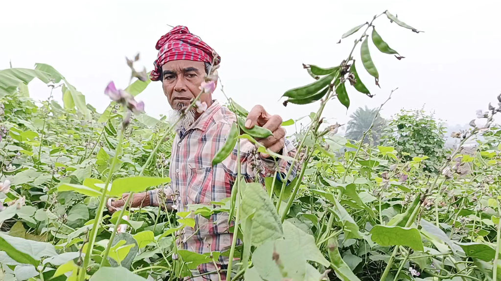 দেশীয় শিম চাষে কৃষক তারা মিয়ার সফলতা