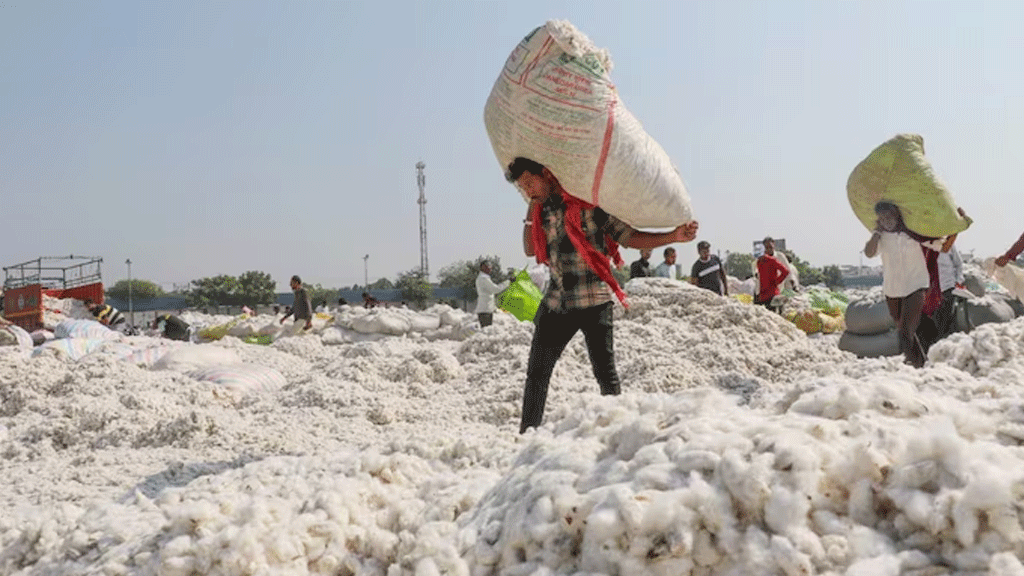 ভারতের বদলে ব্রাজিল থেকেই সবচেয়ে বেশি তুলা আনছে বাংলাদেশ