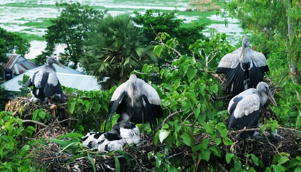 দীঘির পাড়ে গাছে গাছে আবাসস্থল গড়ে তোলেছে শামুকখোল পাখিরা। ছবি: আজকের পত্রিকা