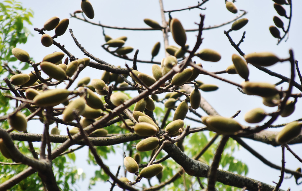 দিনের ছবি (১লা এপ্রিল,২০২৬)