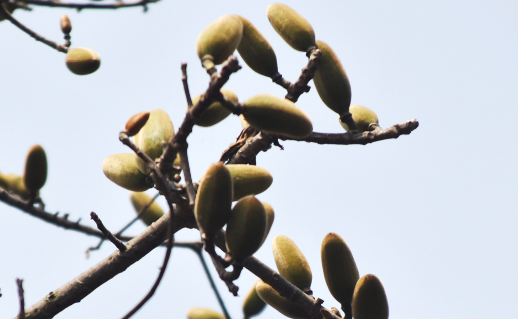 শিমুল ফুল ঝরে এখন এসেছে ফল। এই ফল ফেটে কিছুদিন পর তুলা বের হবে। আরামদায়ক বালিশ, লেপ বানাতে শিমুল তুলার কদর রয়েছে। রাজশাহীর গোদাগাড়ী উপজেলা রিশিকুল ইউনিয়ন থেকে তোলা। ছবি: মিলন শেখ