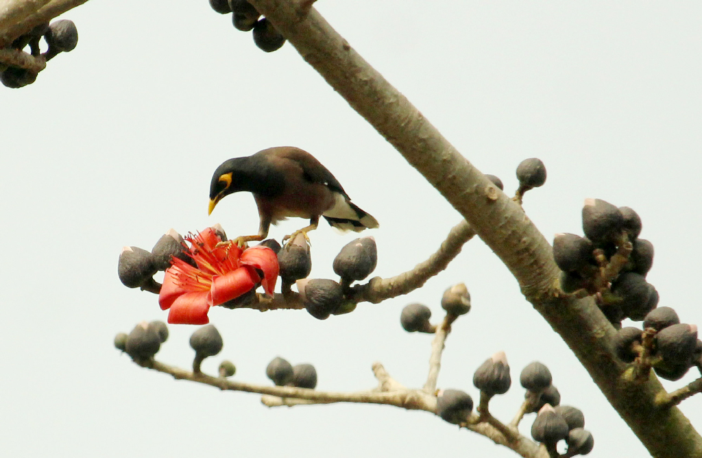 দিনের ছবি (২৯ জানুয়ারি ২০২৫)