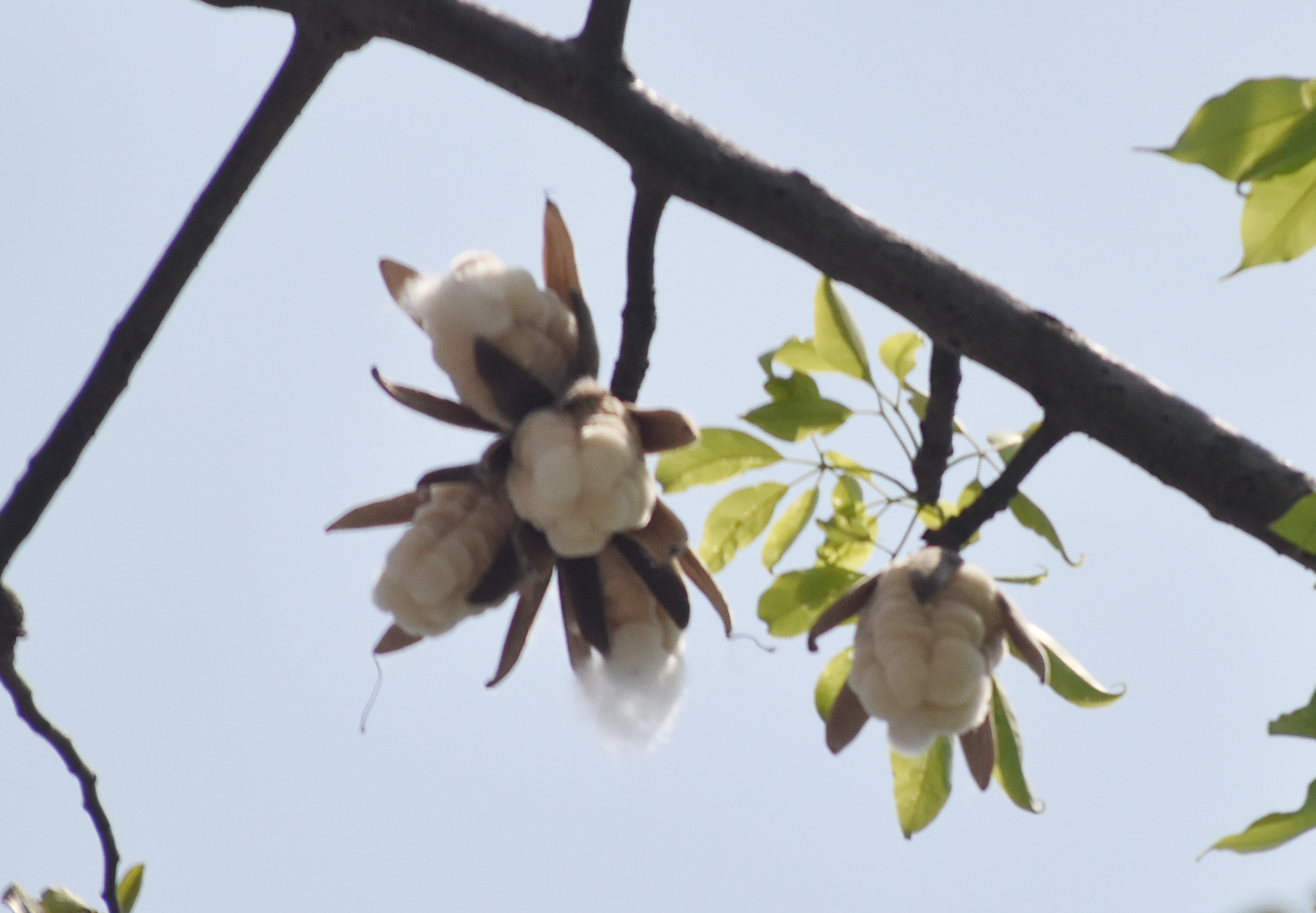 রোদের তাপে ফাটতে শুরু করেছে শিমুল ফল। বেরিয়ে আসছে শিমুলের তুলা। ছবিটি রাজশাহীর আমচত্বর এলাকা থেকে তোলা। মিলন শেখ