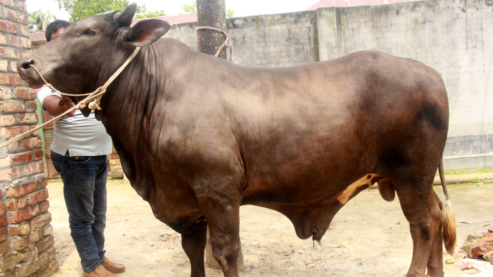 এবার কোরবানির হাট কাঁপাতে আসছে `সম্রাট’