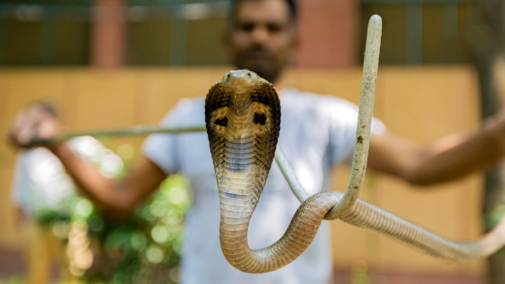 সাপের কামড়ে বিশ্বে যত মৃত্যু, তার অর্ধেকই কেন ভারতে