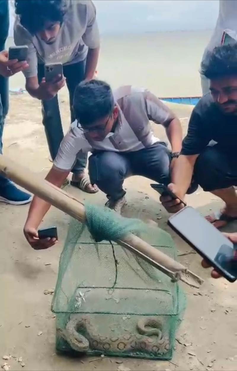 রাসেলস ভাইপার উদ্ধারের পর স্থানীয়রা সাপটি দেখতে ভিড় করেন। ছবি: সংগৃহীত