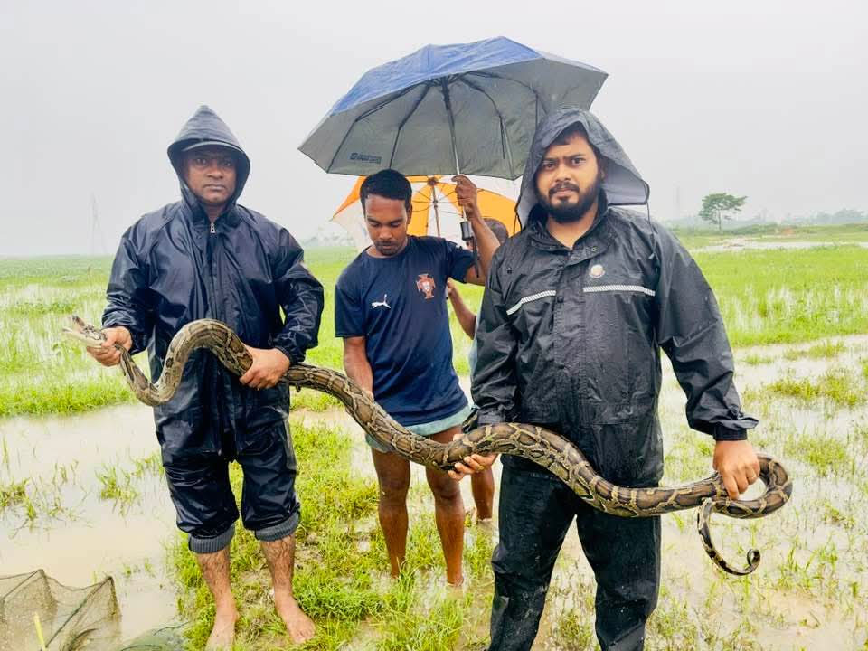 শ্রীমঙ্গলে মাছ শিকারের জালে মিলল অজগর