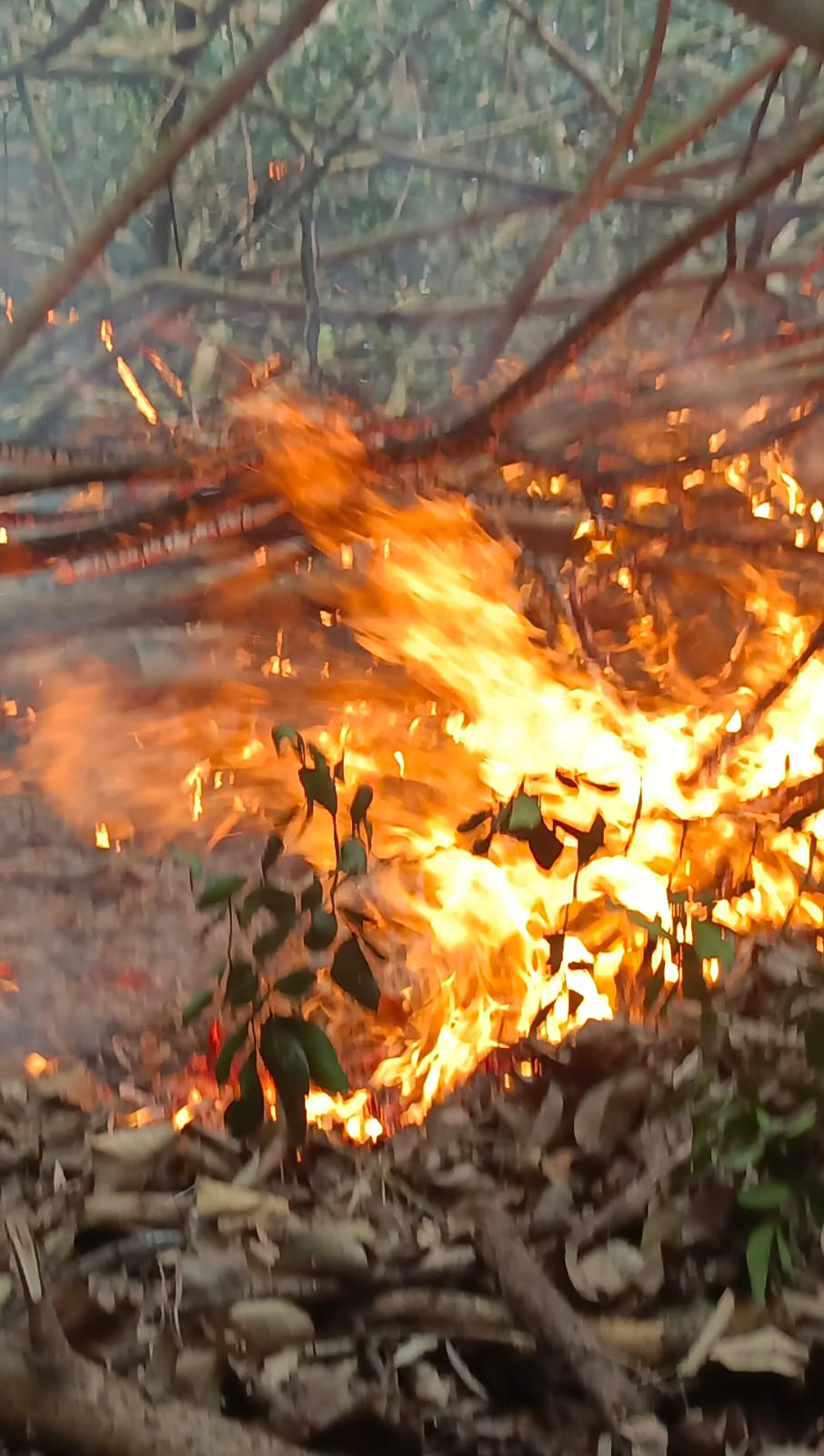 আগুনে পুড়ছে সুন্দরবন পূর্ব বন বিভাগের চাঁদপাই রেঞ্জের ধানসাগর স্টেশনের কলমতেজী টহল ফাঁড়িসংলগ্ন বন। ছবি: সংগৃহীত