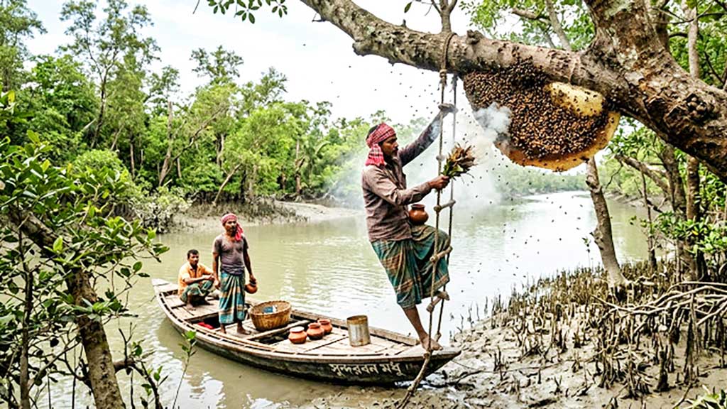 সুন্দরবন: বনদস্যুদের দৌরাত্ম্যে মধু আহরণে ধস