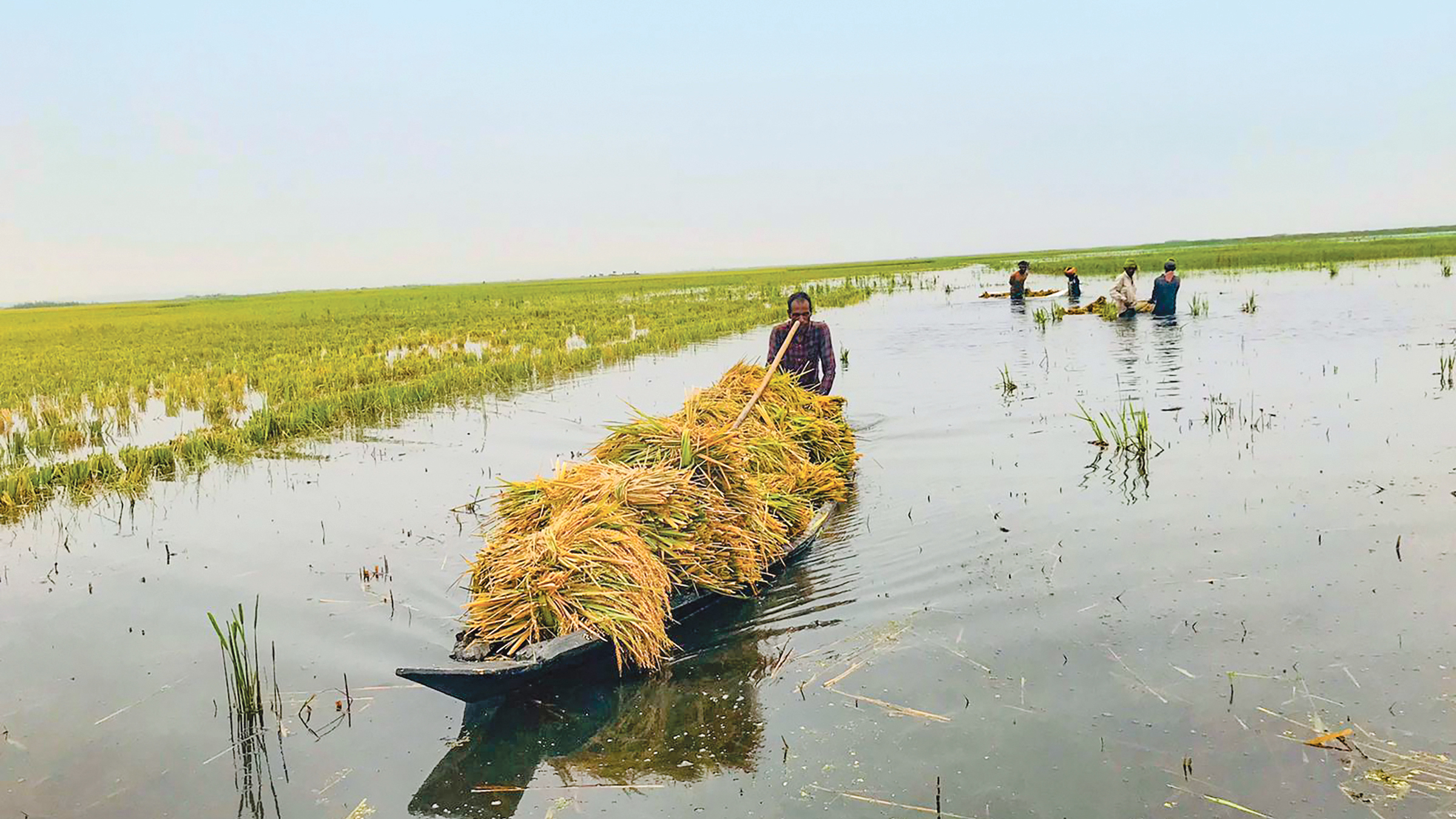 বৃষ্টি-ঢলে ডুবে যাচ্ছে হাওরের ধান