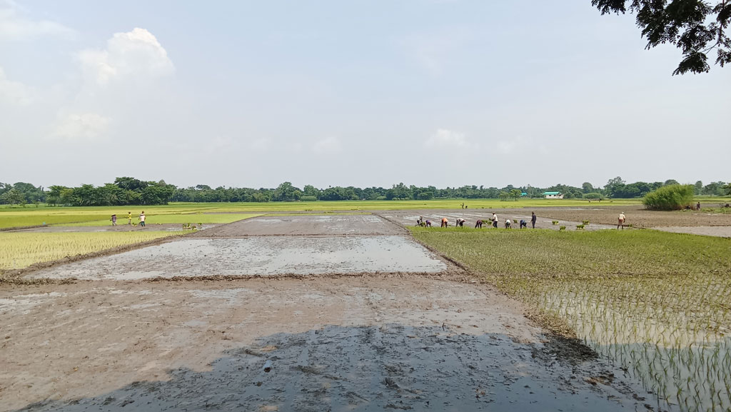 সুনামগঞ্জে রোগবালাইমুক্ত আমন চাষ, লক্ষ্যমাত্রার চেয়েও বেশি ফলনের আশা