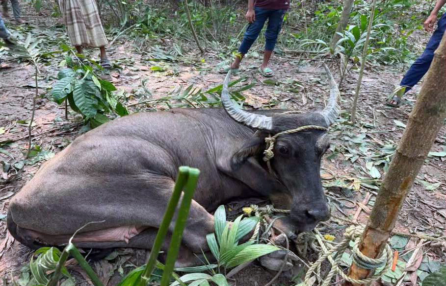 চোরাই পথে ভারত থেকে আনা ‘পাগলা’ মহিষের আক্রমণে আহত ৭