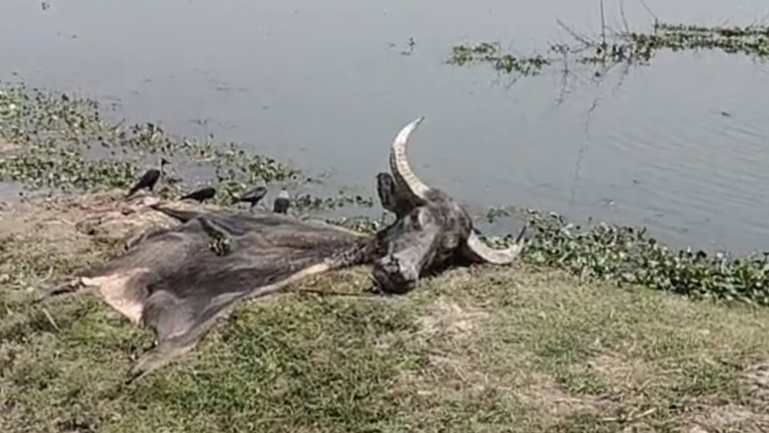 সুনামগঞ্জে মহিষ চুরি করে জবাই, মাংস জব্দসহ আটক দুই