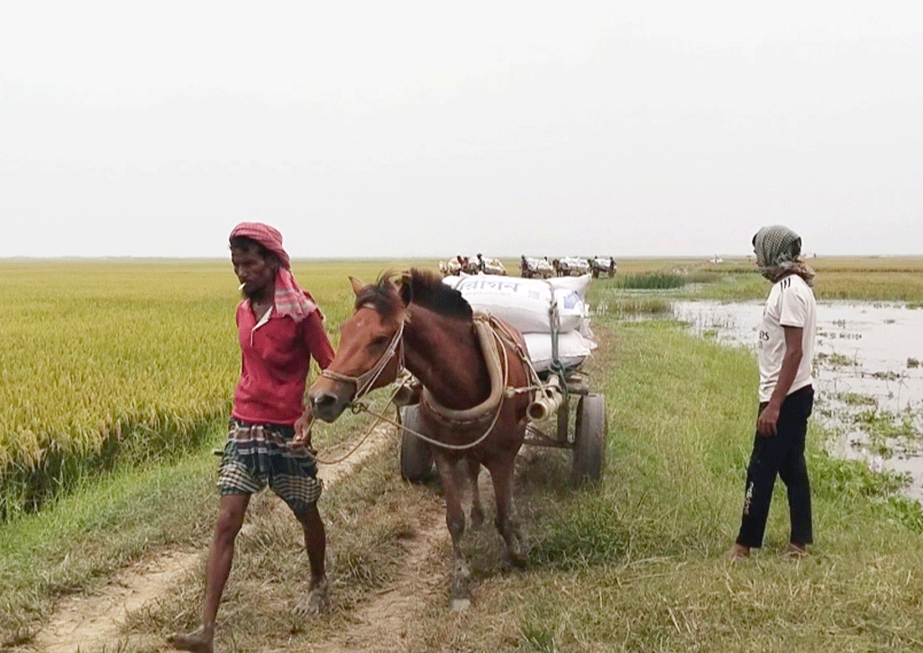 পানি বাড়ায় হারভেস্টার বন্ধ, তেল ও শ্রমিক সংকটে পাকা ধান নিয়ে বেকায়দায় কৃষক