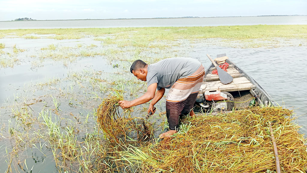 হাওরে গোখাদ্যের তীব্র সংকট, বিপাকে কৃষক