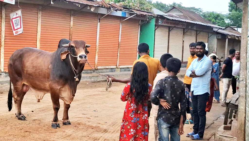 নেত্রকোনায় কোরবানির হাট কাঁপাতে প্রস্তুত ৩৪ মণের ‘শান্তলাল’