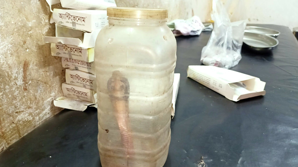 ছোবলের পর জ্যান্ত সাপ বয়ামে ভরে হাসপাতালে হাজির বৃদ্ধা