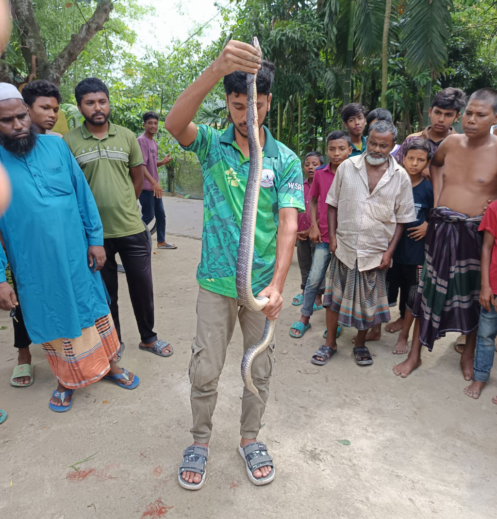 ধানখেতে পাতা জালে ধরা পড়ল বিষধর ওয়াল’স ক্রেট