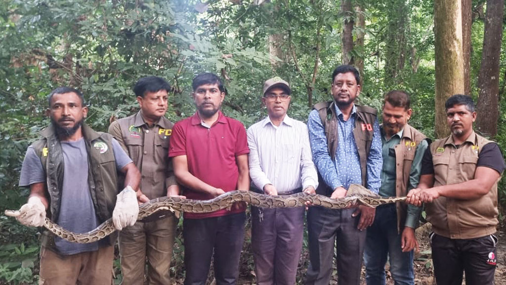 কাপ্তাই জাতীয় উদ্যানে বার্মিজ অজগর সাপ অবমুক্ত