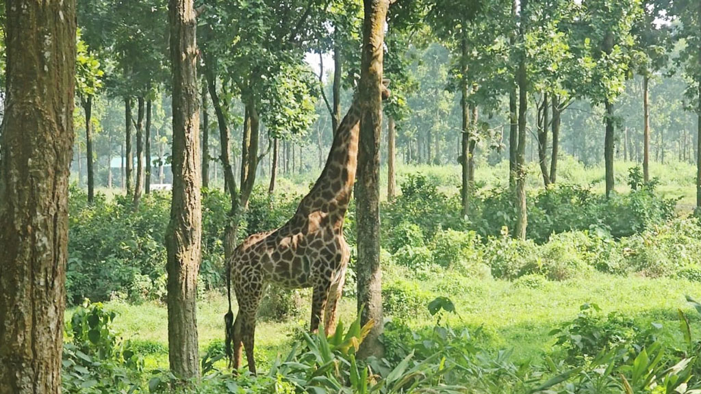 জিরাফশূন্য গাজীপুর সাফারি পার্ক, সর্বশেষটি মারা গেল টিবিতে