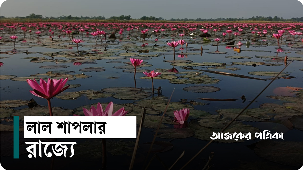 লাল শাপলার রাজ্যে পর্যটকদের ঢল
