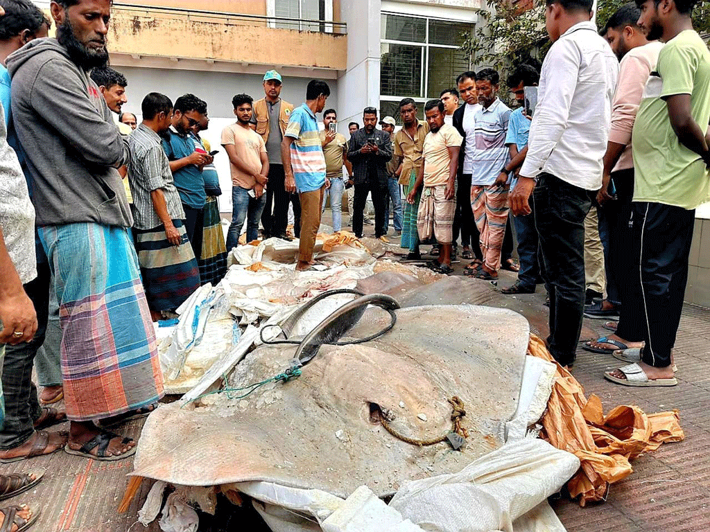 যাত্রীবাহী বাস থেকে সাড়ে ১২ মণ শাপলাপাতা মাছ জব্দ