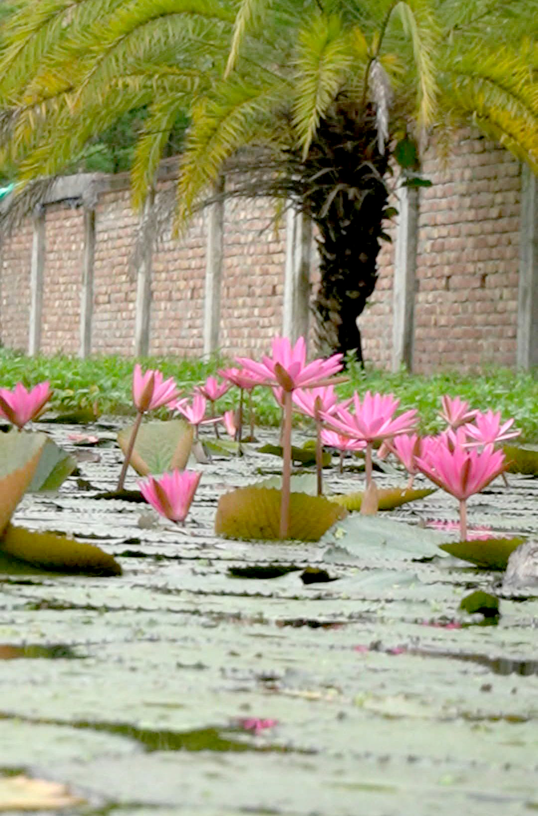 শাপলা বিলে ফুটে আছে দৃষ্টিনন্দন লাল শাপলা ফুল। সাতক্ষীরার তালা উপজেলার শাকদহের বিলে গতকাল। ছবি: মুজিবুর রহমান
