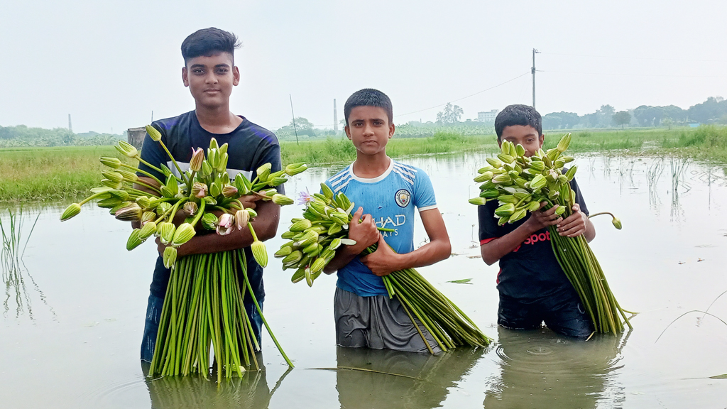 নলবোনার বিলে ফুটেছে শাপলা